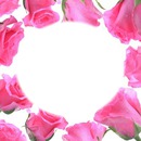cadre fleur rose