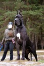 Perro grande