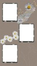 marco con flores margarita, para tres fotos.
