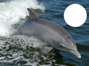 le dauphin sauteur