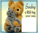 cat bear hug-hdh