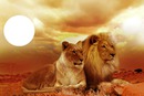 les amoureux lion