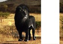 leon negro