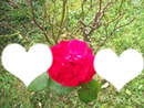 love rose love