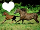 Passion chevaux