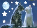 kotki pod gwiazdami