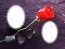 2 photo roses