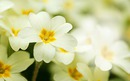 Flower primrose