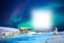 sarkifény jegesmedve