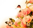 rosas e borboletas