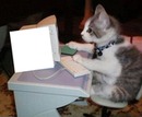 gato computador