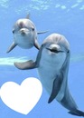 Amour de dauphin isabella 2