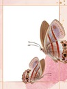 marco rosado y mariposas.
