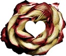 rose of my heart