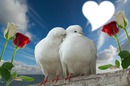 colombe amoureuse