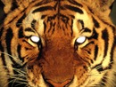 Montahe yeux tigre