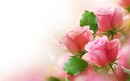 roses romance