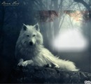 lupo bianco