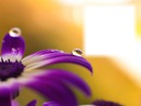 Fleur-marguerite mauve- fond jaune