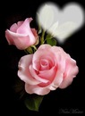 2 rosas lindas