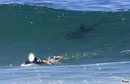 surf avec requin