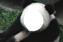 Cara de panda