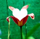 coeur de tulipe / Tulip heart