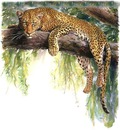 le léopard
