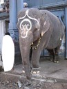INDE elephant