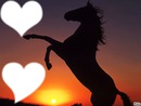 L'amour des chevaux <3