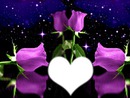 roses purple