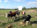 montaje de vacas