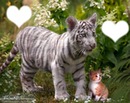 tigre et chat love