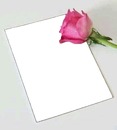 rosa rosada, sobre hoja de papel.