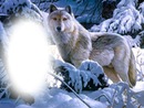 farkas a hóban