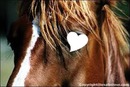 coeur cheval