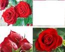 Roses rouge