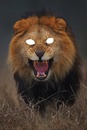 le roi lion