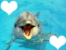 dauphins 2 coeurs