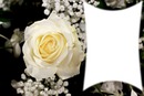 roses blanche