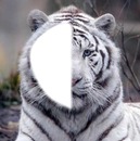 visage de tigre
