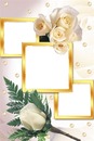marco para 3 fotos y rosas blancas.