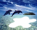double dauphins