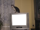Telewizor VS Kot