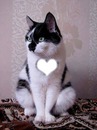 heart cat