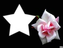 fleur rose étoile