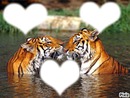 tigre 3 coeur