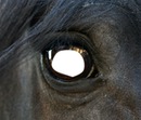 oeil de chevaux
