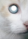 l oeil du chat