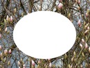 printemps ; magnolias for ever